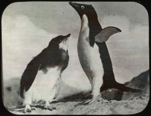Image of Two Murres